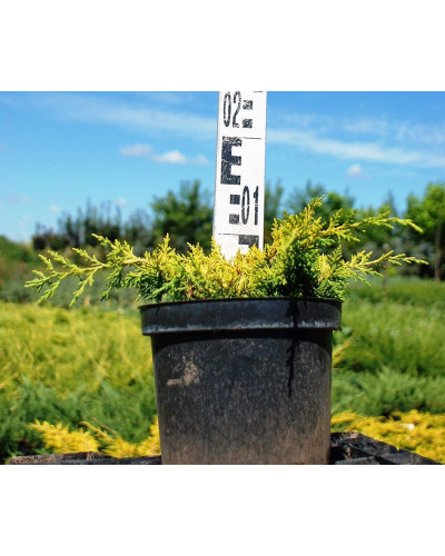 Ялівець китайський Плюмоза Ауреа | Juniperus chinensis Plumosa Aurea | Можжевельник китайский Плюмоза Ауреа