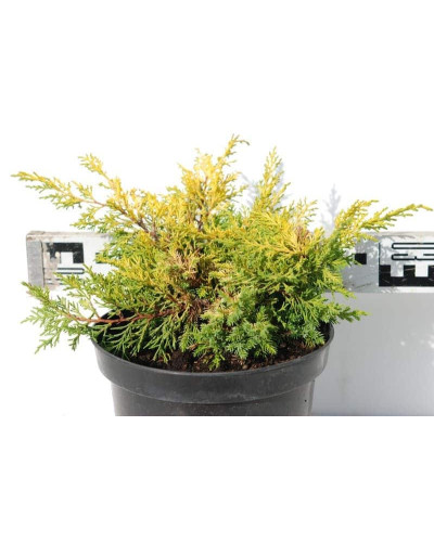 Ялівець китайський Плюмоза Ауреа | Juniperus chinensis Plumosa Aurea | Можжевельник китайский Плюмоза Ауреа