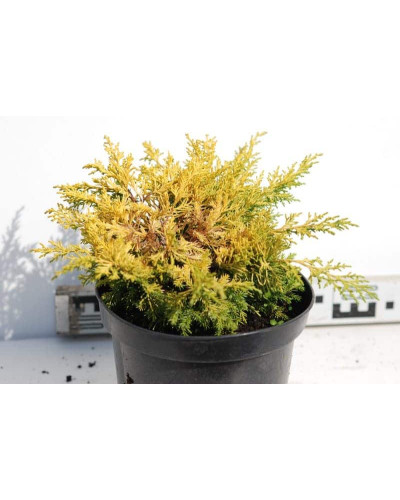 Ялівець китайський Плюмоза Ауреа | Juniperus chinensis Plumosa Aurea | Можжевельник китайский Плюмоза Ауреа
