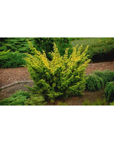 Ялівець китайський Плюмоза Ауреа | Juniperus chinensis Plumosa Aurea | Можжевельник китайский Плюмоза Ауреа