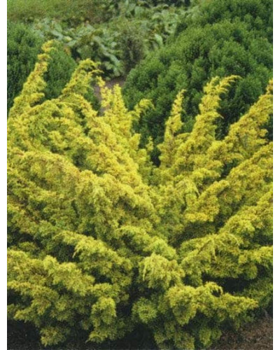 Ялівець китайський Плюмоза Ауреа | Juniperus chinensis Plumosa Aurea | Можжевельник китайский Плюмоза Ауреа