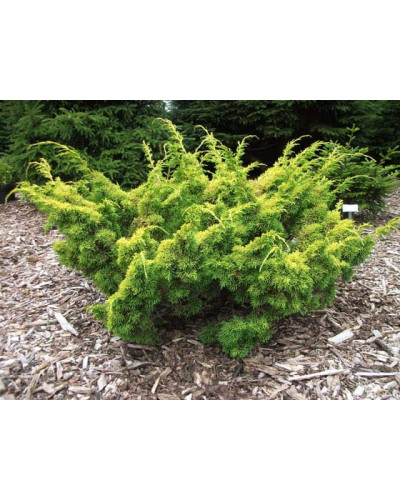 Ялівець китайський Плюмоза Ауреа | Juniperus chinensis Plumosa Aurea | Можжевельник китайский Плюмоза Ауреа