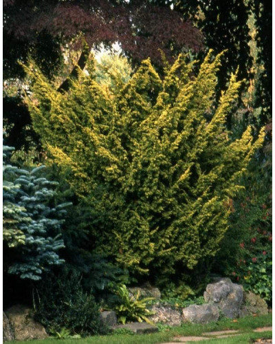 Ялівець китайський Плюмоза Ауреа | Juniperus chinensis Plumosa Aurea | Можжевельник китайский Плюмоза Ауреа