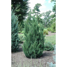Ялівець китайський Обеліск |  Juniperus chinensis Obelisk | Можжевельник китайский Обелиск