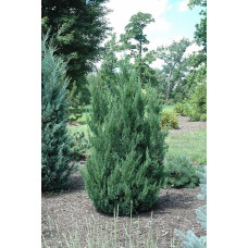 Ялівець китайський Обеліск |  Juniperus chinensis Obelisk | Можжевельник китайский Обелиск