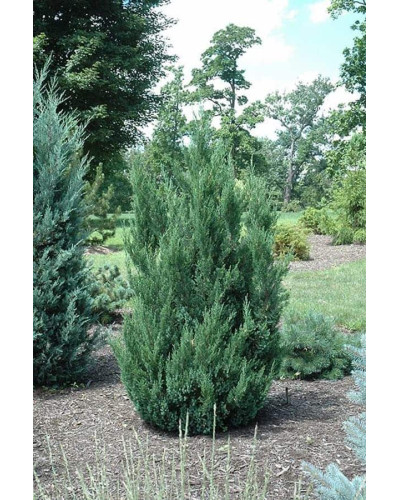 Ялівець китайський Обеліск | Juniperus chinensis Obelisk | Можжевельник китайский Обелиск