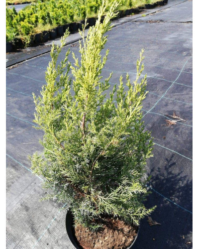 Ялівець китайський Обеліск | Juniperus chinensis Obelisk | Можжевельник китайский Обелиск