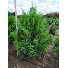Ялівець китайський Обеліск |  Juniperus chinensis Obelisk | Можжевельник китайский Обелиск