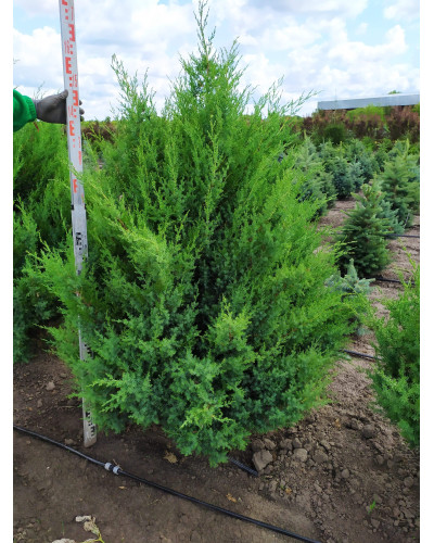 Ялівець китайський Обеліск | Juniperus chinensis Obelisk | Можжевельник китайский Обелиск