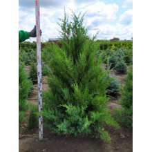 Ялівець китайський Обеліск |  Juniperus chinensis Obelisk | Можжевельник китайский Обелиск