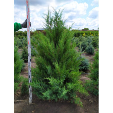 Ялівець китайський Обеліск |  Juniperus chinensis Obelisk | Можжевельник китайский Обелиск