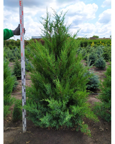 Ялівець китайський Обеліск | Juniperus chinensis Obelisk | Можжевельник китайский Обелиск