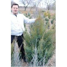 Ялівець китайський Обеліск |  Juniperus chinensis Obelisk | Можжевельник китайский Обелиск
