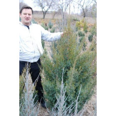 Ялівець китайський Обеліск |  Juniperus chinensis Obelisk | Можжевельник китайский Обелиск