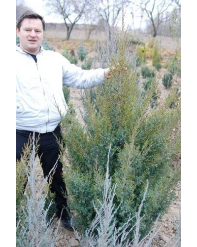 Ялівець китайський Обеліск | Juniperus chinensis Obelisk | Можжевельник китайский Обелиск