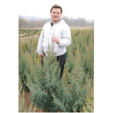 Ялівець китайський Обеліск |  Juniperus chinensis Obelisk | Можжевельник китайский Обелиск