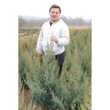 Ялівець китайський Обеліск |  Juniperus chinensis Obelisk | Можжевельник китайский Обелиск