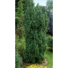 Ялівець китайський Обеліск |  Juniperus chinensis Obelisk | Можжевельник китайский Обелиск