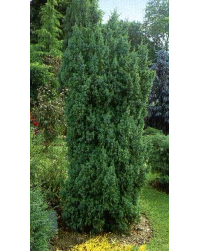 Ялівець китайський Обеліск | Juniperus chinensis Obelisk | Можжевельник китайский Обелиск