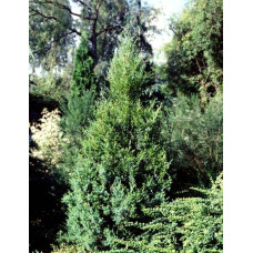 Ялівець китайський Обеліск |  Juniperus chinensis Obelisk | Можжевельник китайский Обелиск