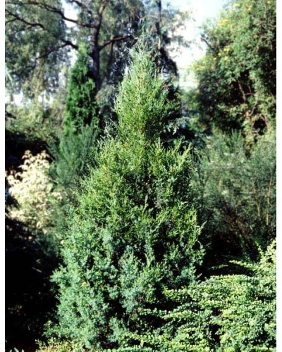 Ялівець китайський Обеліск | Juniperus chinensis Obelisk | Можжевельник китайский Обелиск