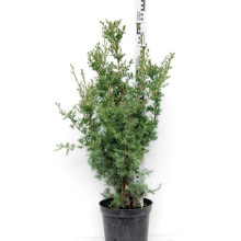 Ялівець китайський Обеліск |  Juniperus chinensis Obelisk | Можжевельник китайский Обелиск
