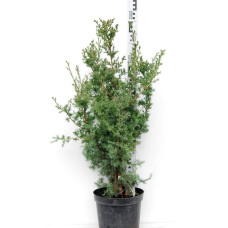 Ялівець китайський Обеліск |  Juniperus chinensis Obelisk | Можжевельник китайский Обелиск