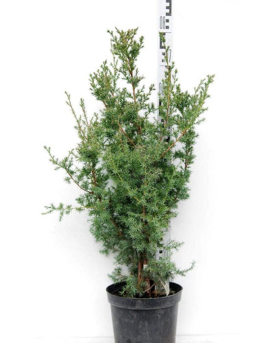 Ялівець китайський Обеліск | Juniperus chinensis Obelisk | Можжевельник китайский Обелиск