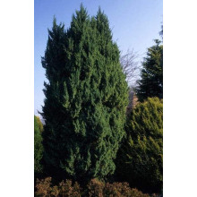 Ялівець китайський Обеліск |  Juniperus chinensis Obelisk | Можжевельник китайский Обелиск