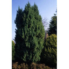 Ялівець китайський Обеліск |  Juniperus chinensis Obelisk | Можжевельник китайский Обелиск