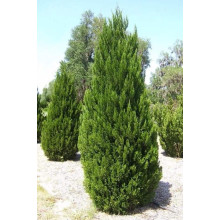 Ялівець китайський Монарх | Juniperus chinensis Monarch | Можжевельник китайский Монарх