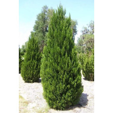 Ялівець китайський Монарх | Juniperus chinensis Monarch | Можжевельник китайский Монарх