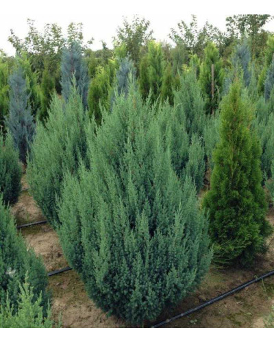 Ялівець китайський Монарх | Juniperus chinensis Monarch | Можжевельник китайский Монарх