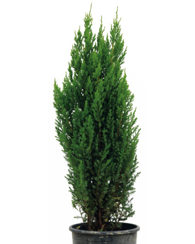 Ялівець китайський Монарх | Juniperus chinensis Monarch | Можжевельник китайский Монарх