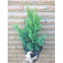Ялівець китайський Монарх | Juniperus chinensis Monarch | Можжевельник китайский Монарх