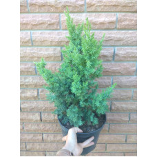 Ялівець китайський Монарх | Juniperus chinensis Monarch | Можжевельник китайский Монарх