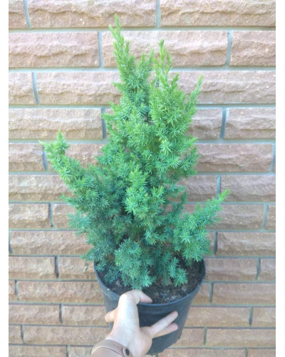 Ялівець китайський Монарх | Juniperus chinensis Monarch | Можжевельник китайский Монарх