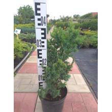 Ялівець китайський Монарх | Juniperus chinensis Monarch | Можжевельник китайский Монарх