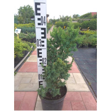 Ялівець китайський Монарх | Juniperus chinensis Monarch | Можжевельник китайский Монарх