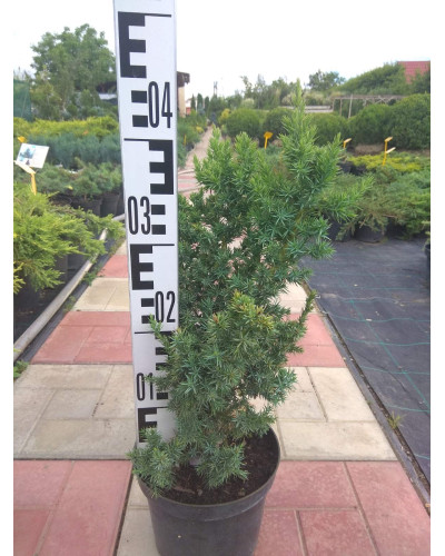Ялівець китайський Монарх | Juniperus chinensis Monarch | Можжевельник китайский Монарх