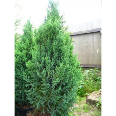 Ялівець китайський Монарх | Juniperus chinensis Monarch | Можжевельник китайский Монарх