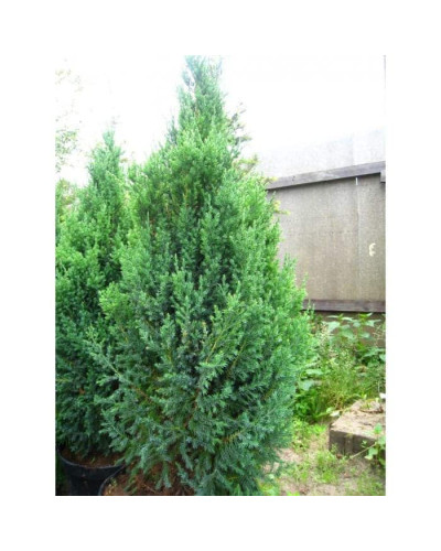 Ялівець китайський Монарх | Juniperus chinensis Monarch | Можжевельник китайский Монарх