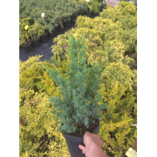 Ялівець китайський Монарх | Juniperus chinensis Monarch | Можжевельник китайский Монарх
