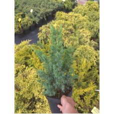 Ялівець китайський Монарх | Juniperus chinensis Monarch | Можжевельник китайский Монарх