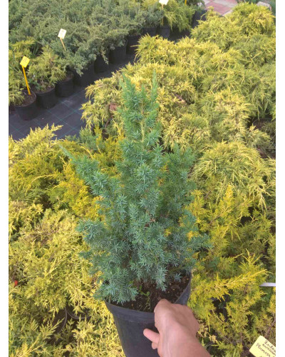 Ялівець китайський Монарх | Juniperus chinensis Monarch | Можжевельник китайский Монарх