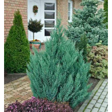 Ялівець китайський Монарх | Juniperus chinensis Monarch | Можжевельник китайский Монарх
