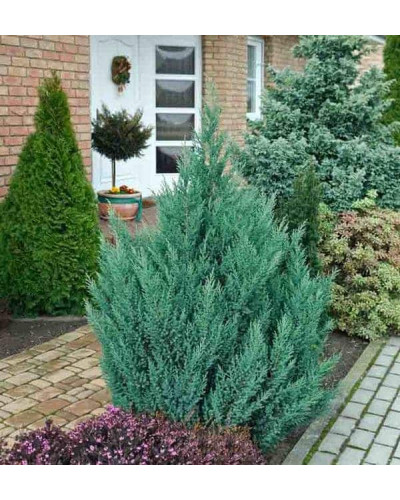 Ялівець китайський Монарх | Juniperus chinensis Monarch | Можжевельник китайский Монарх