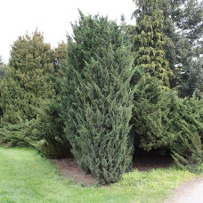 Ялівець китайський Монарх | Juniperus chinensis Monarch | Можжевельник китайский Монарх