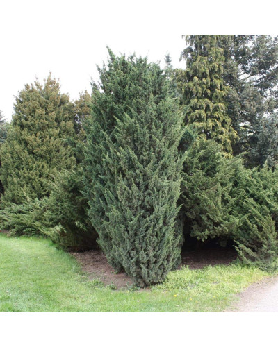 Ялівець китайський Монарх | Juniperus chinensis Monarch | Можжевельник китайский Монарх