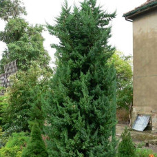 Ялівець китайський Монарх | Juniperus chinensis Monarch | Можжевельник китайский Монарх